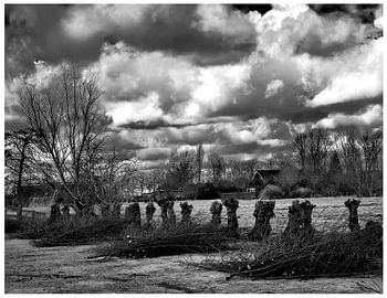 Les saules sont en grappes. Photo en noir et blanc