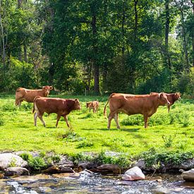 Koeien in een uiterwaardenlandschap van Tanja Riedel