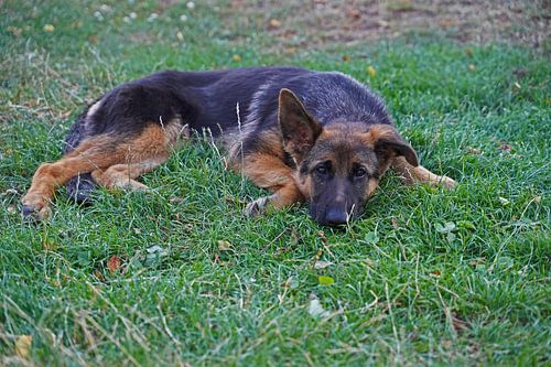 Schapenhond (puppy) ligt