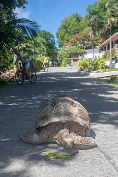 Riesen-Schildkröte auf La Digue (Seychellen) von t.ART