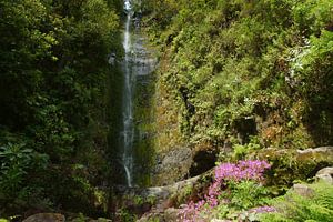 Waterval en roze bloemen von Michel van Kooten