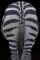 The back of a zebra.