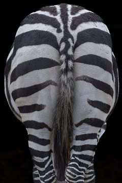 De achterkant van een zebra.