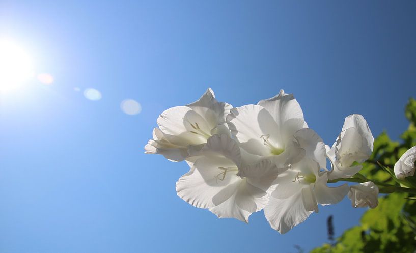 Gladiolus by Saffira Meijer