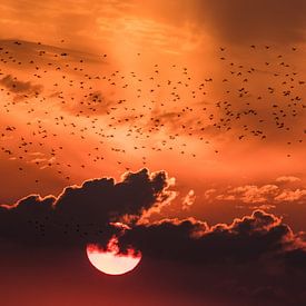 Starling swarm in the sunset by Hans Hoekstra