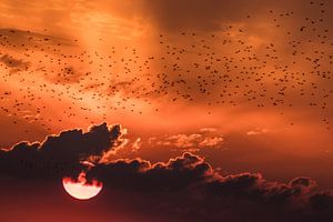 Sternenschwarm im Sonnenuntergang von Hans Hoekstra