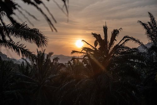 Zonsondergang door de palmbomen in India