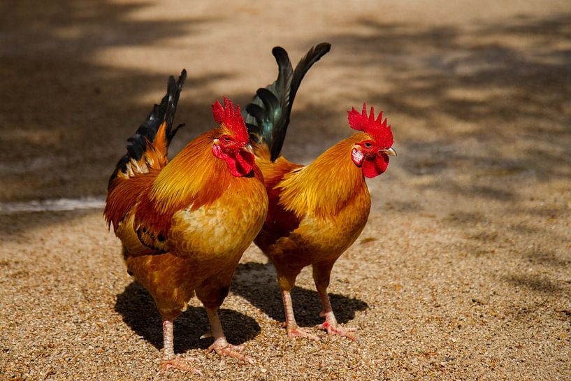 Coq au soleil par Thea Teijgeler