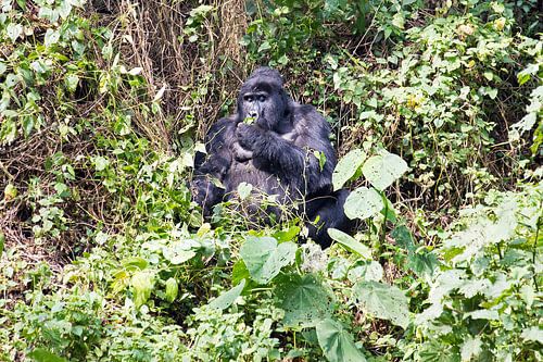 Berggorilla