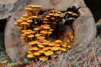 Pilze im Baumstamm, Goldfell Schüppling