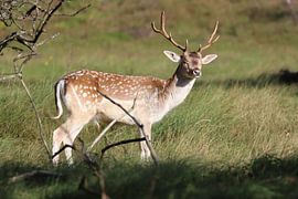 Hert van Rodney Pauwels