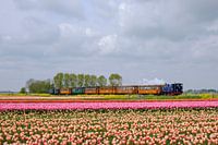 Met de Museumstoomtram door de bollenvelden I Midwoud, Noord-Holland