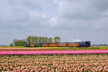 With the Museum Steam Tram through the bulb fields I Midwoud, Noord-Holland by Floris Trapman