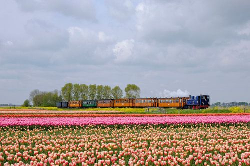 Mit der Museumsdampfstraßenbahn durch die Zwiebelfelder I Midwoud, Nordholland