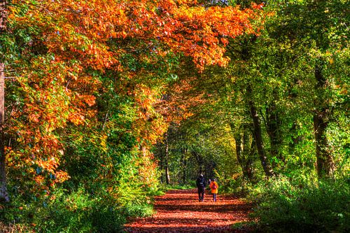 Hair walk in autumn