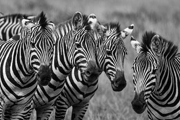 Zebras in der Masai Mara von Roland Brack