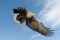 Seeadler ( Haliaeetus albicilla ), beeindruckender Altvogel im Flug gegen blauen Himmel kurz vor de von wunderbare Erde Miniaturansicht