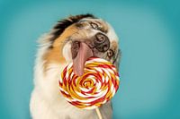 Grappige Australische herdershond met lolly