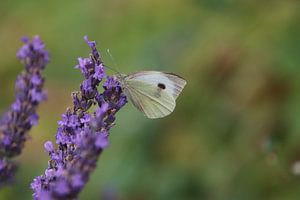 Papillon en quête de nourriture
