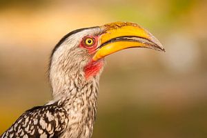 Porträt eines Rotringtokos im Profil