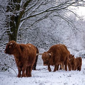 Scottish Highland cattle out for a stroll... by Ans Bastiaanssen