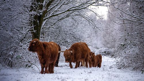 Schotse Hooglanders aan de wandel...