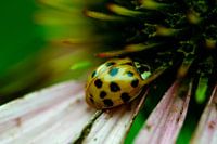 Ladybug on flower