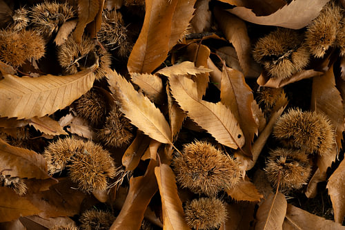 Herbst