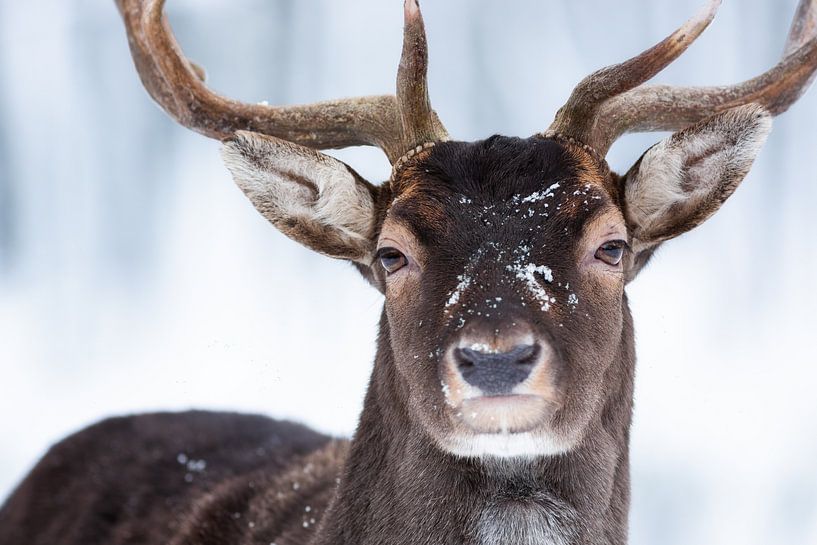 My winter face II by Daniela Beyer