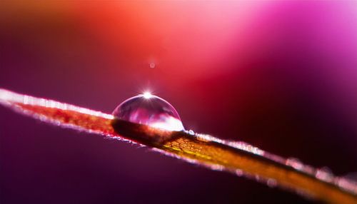 Planten met regendruppels