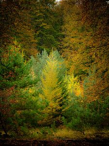 Explosion des couleurs d'automne