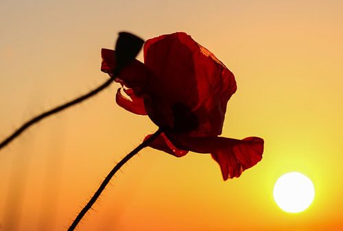 Klaproos met zonsondergang