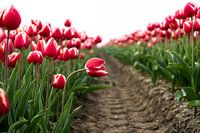 Striking tulip