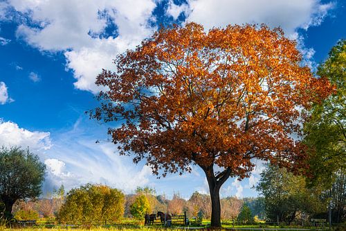 Autumn in Drente by Brian Morgan