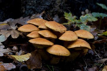Nahaufnahme einer Gruppe von Pilzen der Prachtkopf oder Gymnopilus junonius ein Pilz in der Familie der Hymenogastraceae, diese Art ist im Herbst recht häufig von W J Kok