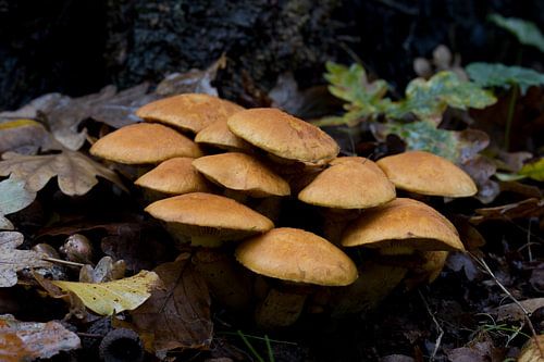 Gros plan d'un groupe de champignons le Gymnopilus junonius, un champignon de la famille des Hymenogastraceae, cette espèce est assez commune en automne.