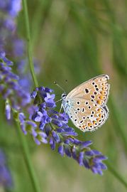 Butterfly Common Blue