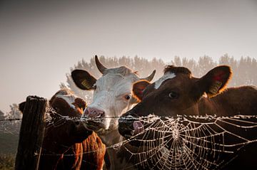 3 Koeien Bij Zonsopkomst van Niels van Essen