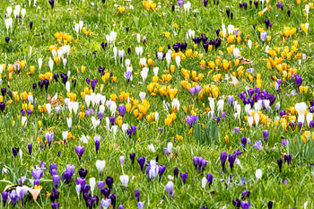 White, yellow and purple crocus flowers in a spring-like setting
