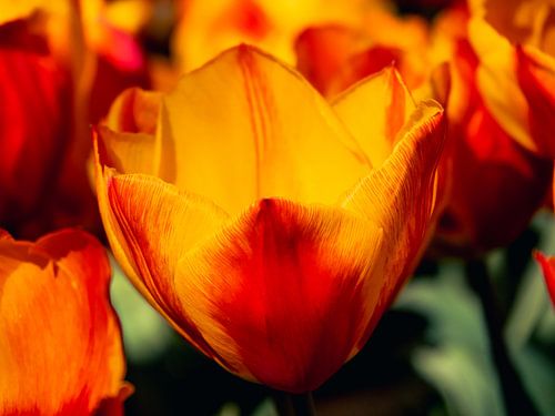 red and yellow flower leaves