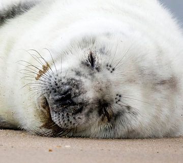 Pup van een grijze zeehond slaapt op het strand. van Bart Vastenhouw