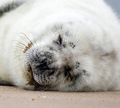 Pup van een grijze zeehond slaapt op het strand.