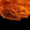 Orangefarbene Blume als Kronleuchter von Ton de Koning