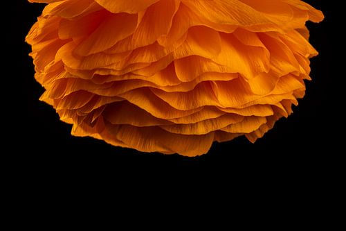 Oranje bloem als kroonluchter