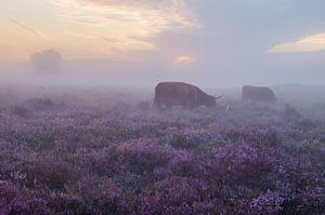 Lande brumeuse et pourpre avec les Highlanders écossais