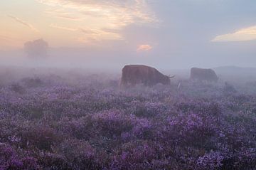 Neblige violette Heide mit schottischen Hochlandbewohnern von Tim Vlielander