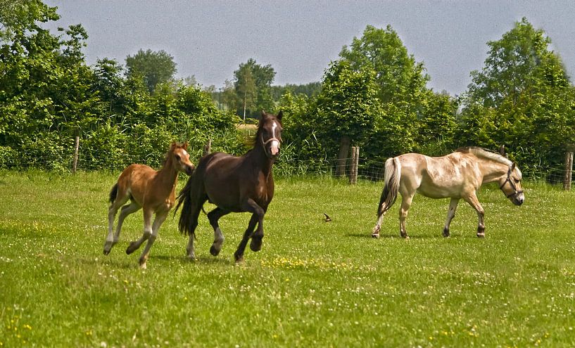 sjeesen door de wei by foto-fantasie foto-fantasie