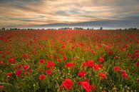 Poppy Field by Moetwil en van Dijk - Fotografie thumbnail