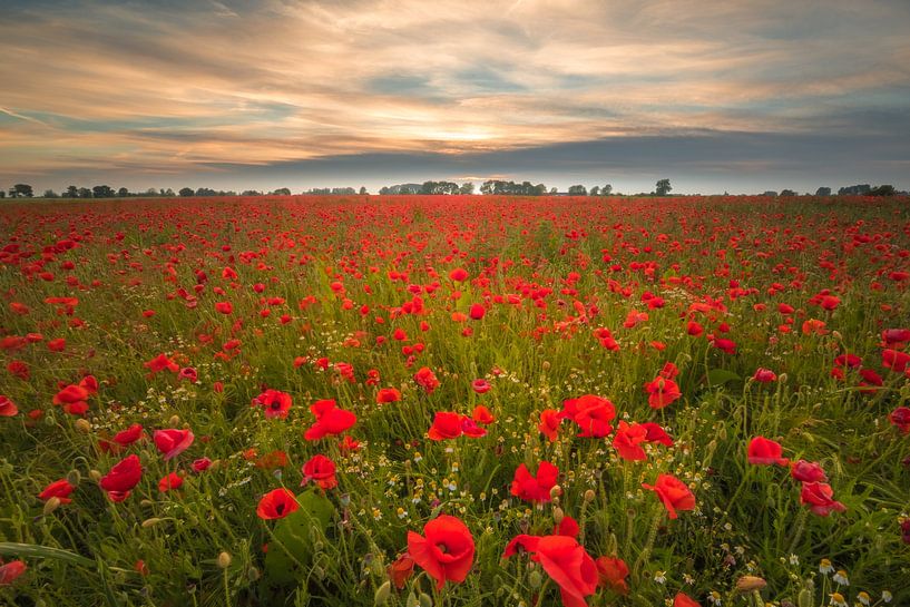 Poppy Field by Moetwil en van Dijk - Fotografie