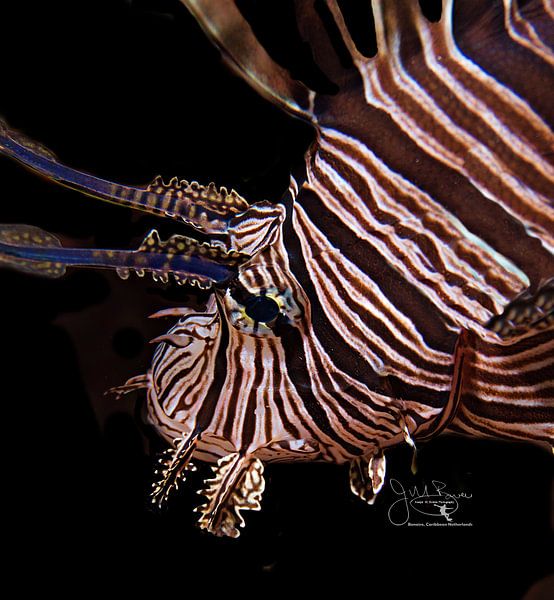 Lionfish Close-Up, Bonaire by Joseph M. Bowen Photography